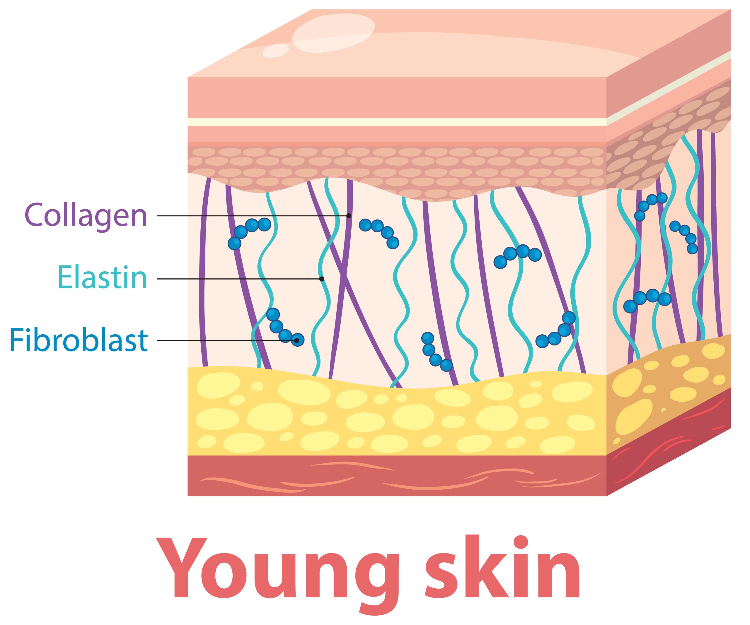 young skin layers with collagen